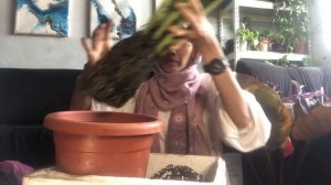 Repot With Me : Indoor Plants Malaysia Anthurium Renaissance, Philodendron  Black Cardinal & Nanouk