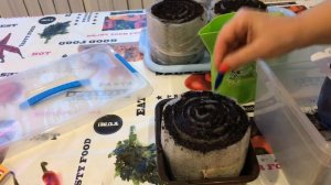 Посев лука ЭКСИБИШЕН на рассаду 2021 год