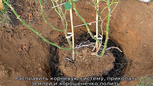 Можно ли пересаживать розы летом во время цветения