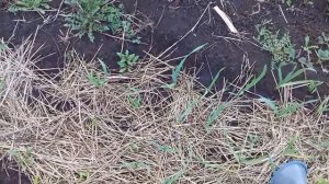 Полив чеснока нашатырным спиртом .