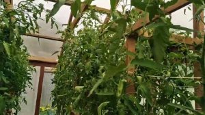 20 августа 2022г. томат КАРДИНАЛ