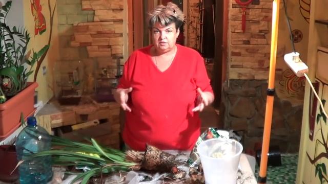 Цимбидиум.КАК Я ВЫРАЩИВАЮ ЦИМБИДИУМ. ОРХИДЕИ В ДОМАШНИХ УСЛОВИЯХ смотреть онлайн