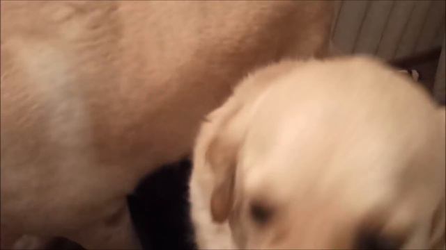 Дядю АТАКУЮТ ! смотреть онлайн