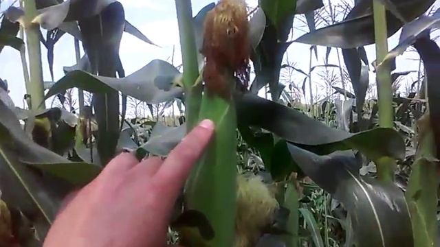 Кукуруза сладкая на июнь,сорт супер санданс. смотреть онлайн