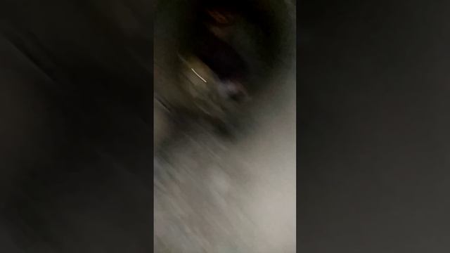 Август 2019
Спасение рыжей собаки, которой люди обожгли кипятком ухо. Садовое общество