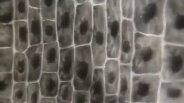 Рост корня растения
