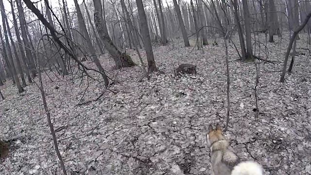 ШОК!!! Собака помогает искать грибы??? / С женой и собакой едем в лес за вкуснейшими грибами. смотреть онлайн