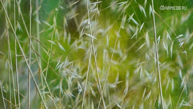 Телец-ребенок и его воспитание смотреть онлайн