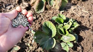 Раскидайте это по клубнике рано весной!  Уход подкормка обработка клубники после зимы в апреле!
