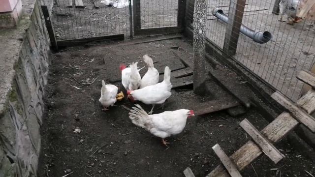 САМАЯ ЛУЧШАЯ НЕСУШКА - ЛЕГГОРН..... МИФ ИЛИ РЕАЛЬНОСТЬ смотреть онлайн