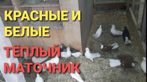Красные и белые николаеские голуби. Тёплый маточник.