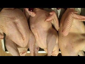 Индейка бронза широкогрудая вес в 7 месяцев