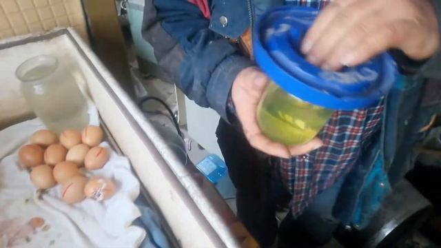 Выход цыплят Мастер Грей смотреть онлайн