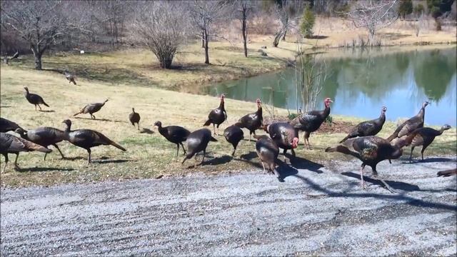 Индейка и интересные факты о ней смотреть онлайн