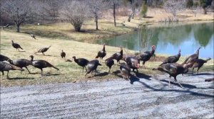 Индейка и интересные факты о ней