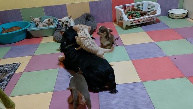 Добрый вечер из питомника чихуахуа Кастропуло Крым смотреть онлайн