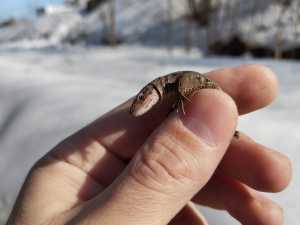 Ящерица и хищный жук среди снегов!/Lizard and predatory beetleamong the snows!