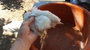 Кукурузу гусям/ЧП с перепелами/Цыплята на сетке/Феникс золотой перепела