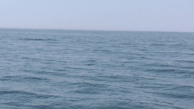 Dolphins in the Black Sea, Crimea, Gurzuf-- Дельфины в Гурзуфе смотреть онлайн