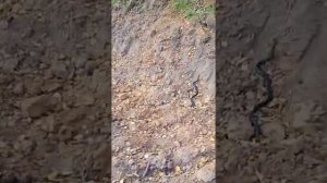 Велодорожка Москва — Санкт-Петербург. Очень много змей..mp4