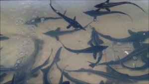 БЕЛУГА, УСЛОВИЯ РАЗВЕДЕНИЯ В УЗВ