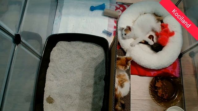 Łapka łapkę - Java i Perl смотреть онлайн