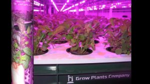 Вертикальные фермы. Обзор выращивания на гидропонике (салаты и зелень)