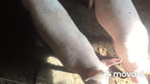 Лысые поросята Петрен. Поросятам месяц. Купила троих белых поросят. смотреть онлайн