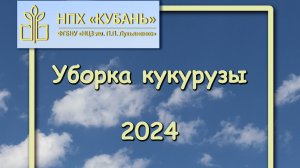 уборка кукурузы на зерно 2024