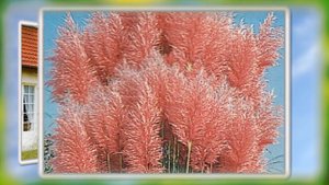 ???Декоративные злаки! Пампасная трава- кортадерия! Украшение сада,декоративный злак!???