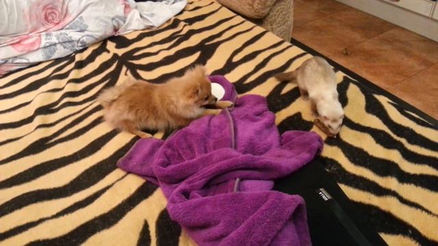 Хорек и Шпиц смотреть онлайн