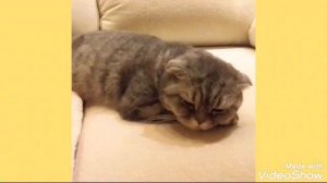 Всё о моей кошке породой ( Шотландская Вислоухая)