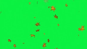 ФУТАЖ ЛИСТОПАД ОСЕНЬ