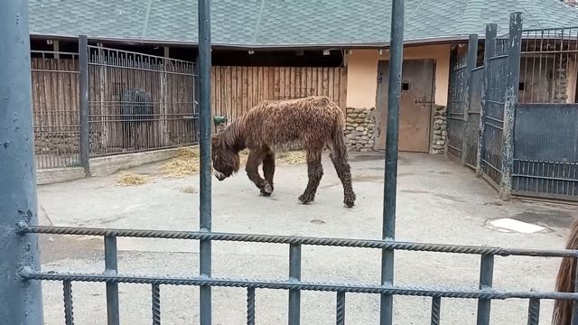 Мамонтовые ослики-пуату!