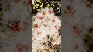 Clematis vitalba ή Κληματίς η λευκάμπελος ή και Αγράμπελη η λευκάμπελος (κληματσίδα)