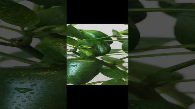 Балконный перец Кеша.