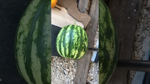 Сорт арбуза АУ Продюсер смотреть онлайн