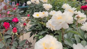 Paeonia 'Allan Rogers' // Stocky, Sturdy Growing Peony with ❤️Exquisite, FRAGRANT White Flowers.