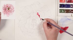 Как нарисовать пион | Акварель