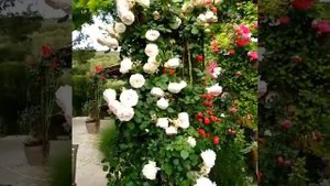 Обрезка розы #Pierre_de_Ronsard после первого цветения.