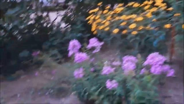 КЛУМБЫ-КЛУМБОЧКИ - 2023 у многоэтажек Омска - часть 3 смотреть онлайн