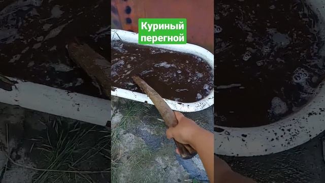 Куриный перегной #личныйблог #огород #сад #рассада #посадки