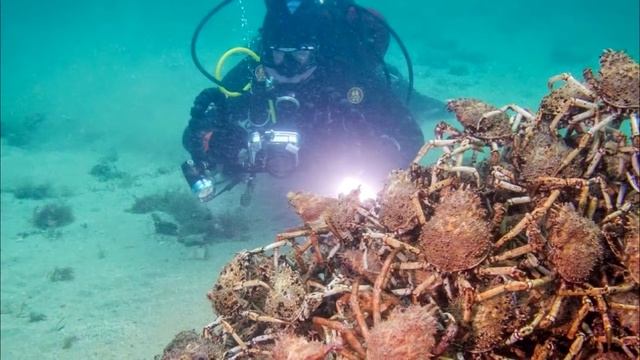 Дайверы погрузились в воду и наткнулись на ужасную двигающуюся горку крабов смотреть онлайн