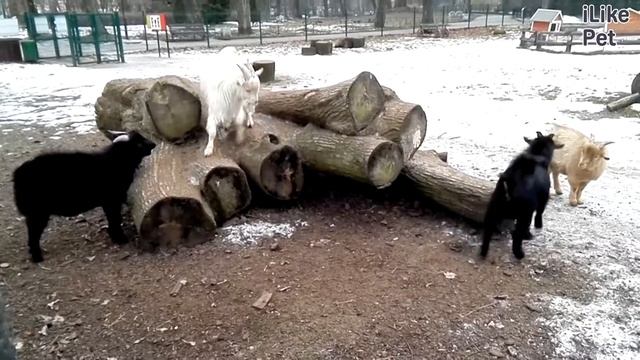 Камерунская коза Продуктивность на ilikepet смотреть онлайн