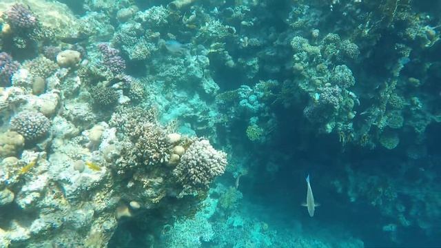 Красное море в феврале. Пляж и рыбки на Domina coral bay. смотреть онлайн