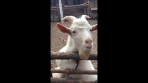 плющийся козел, ответ Живого Журнала. Блогеры неудачники.