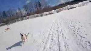 БЕЗДОМНЫЕ СОБАКИ НАПАЛИ НА ШКОЛЬНИКА