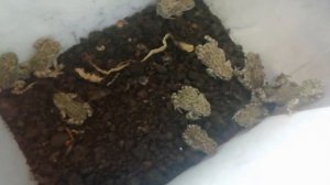 Содержание зелёных жаб в домашних условиях. Bufo viridis подробно