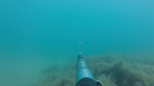 Подводная охота, Черное море 2016