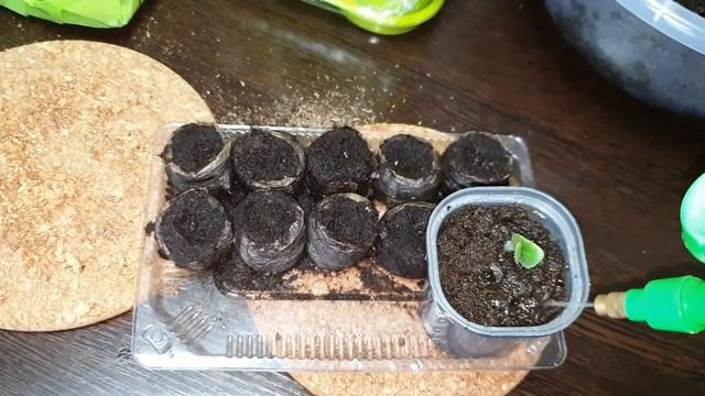 Высадка кабачка Белогор смотреть онлайн